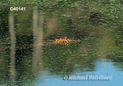 Broad-snouted Caiman (Caiman latirostris)